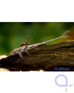 Gepunkteter Hexenwels