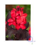 Canna Rot - Rotes Blumenrohr