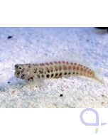 Salarias segmentatus - Segmentierter Schleimfisch