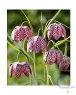 Fritillaria meleagris - Schachbrettblume