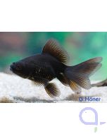 Schleierschwanz Schwarz - Carassius auratus