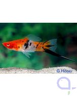 Schwertträger Koi Sanke - Xiphophorus helleri