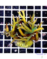 Seriatopora hysterix Gelb-Grün Ultra 2