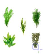 Aquariumpflanzen Set 10