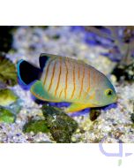 Centropyge eibli - Eibls Zwergkaiserfisch