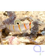 Amblyeleotris randalli - Randall´s Partner Grundel