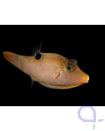 Canthigaster solandri - Augenfleck-Spitzkopf-Kugelfisch