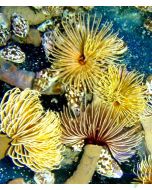 Sabellastarte spectabilis (S.indica) - Indo-Pazifischer Röhrenwurm