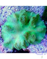 Sinularia brassica Grün