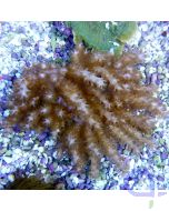 Sinularia sp. Fingerlederkoralle 