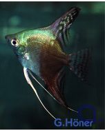 Skalar - Grün-Halbschwarz - Grünspiegel - Pterophyllum scalare