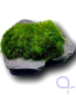 Bewachsener Slate Rock