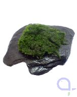 Bewachsener Slate Rock-ansicht