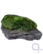 Bewachsener Slate Rock - wysiwyg