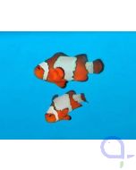 Amphiprion ocellaris - Zuchtform Snowflake - PAAR