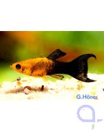 Lyramolly - schwarz-gold - Poecilia sphenops