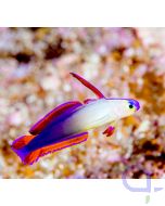 Nemateleotris decora - Dekor-Schwertgrundel