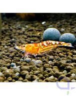 Sunny Bee Zwerggarnele Rot - Caridina logemanni cf. cantonensis 