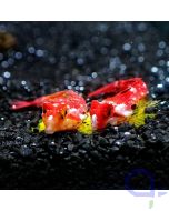 Synchiropus moyeri - Roter-Mandarinfisch 2