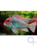 Tapajos Red Head Erdfresser- Geophagus sp.