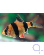 Sumatra Barbe - Puntigrus tetrazona, Barbus tetrazona