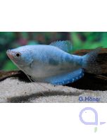 Marmorfadenfisch - Trichopodus trichopterus 