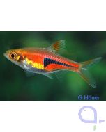 Espes Keilfleckbärbling - Trigonostigma espei