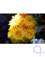 Tubastrea faulkneri Gelb