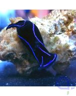 Chelidonura varians 2