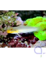 Bild 2 Valenciennea strigata - Goldstirn-Schläfergrundel