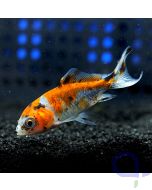 Carassius auratus - Wakin - Calico - Goldfisch