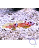 Stonogobiops yasha - Yasha Grundel