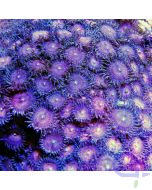 Zoanthus Krustenanemone Rosa Ableger