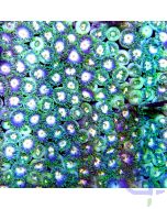 Zoanthus grün mix 2