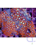 Zoanthus Rot "Simply Red"