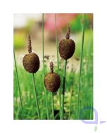 Typha minima - Zwerglisdode