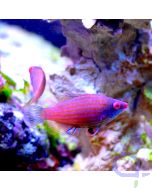 Bild 1 Pseudocheilinops ataenia - Zwerg-Lippfisch Männchen