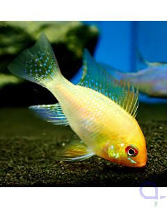 Schmetterlingsbuntbarsch Gold - Mikrogeophagus ramirezi - VvH
