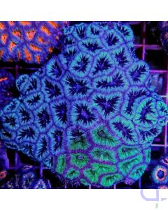 Acanthastrea lordhowensis Grün-Blau