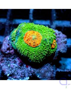 Acanthastrea echinata - Space Invader #GN47