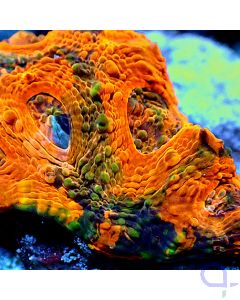 Acanthastrea echinata - Ultra Orange - Detail
