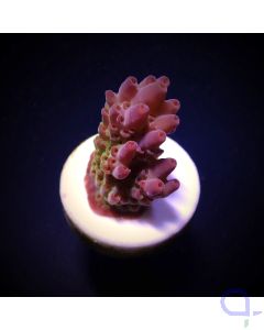 Acropora anthoceris - Tischförmig - Ableger bis XL