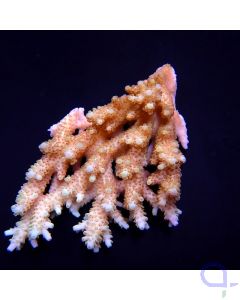 Acropora Multicolor Coral Sea - Ableger bis XL
