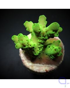 Acropora loripes - Ableger