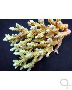 Acropora selago - Ableger bis XL
