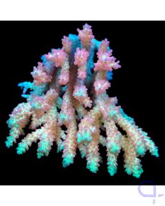 Acropora microclados - Strawberry Shortcake - Ableger bis XL