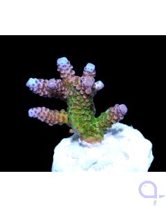 Acropora tricolor - Dreifarbige Steinkoralle