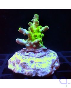 Acropora sp. - Hulk-Filter