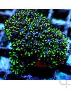 Alcyonium verseveldti