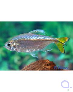 Gelber Kongosalmler - Alestopetersius caudalis